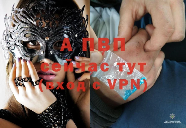 прущие грибы Зерноград